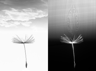 The separated vortex ring of the dandelion